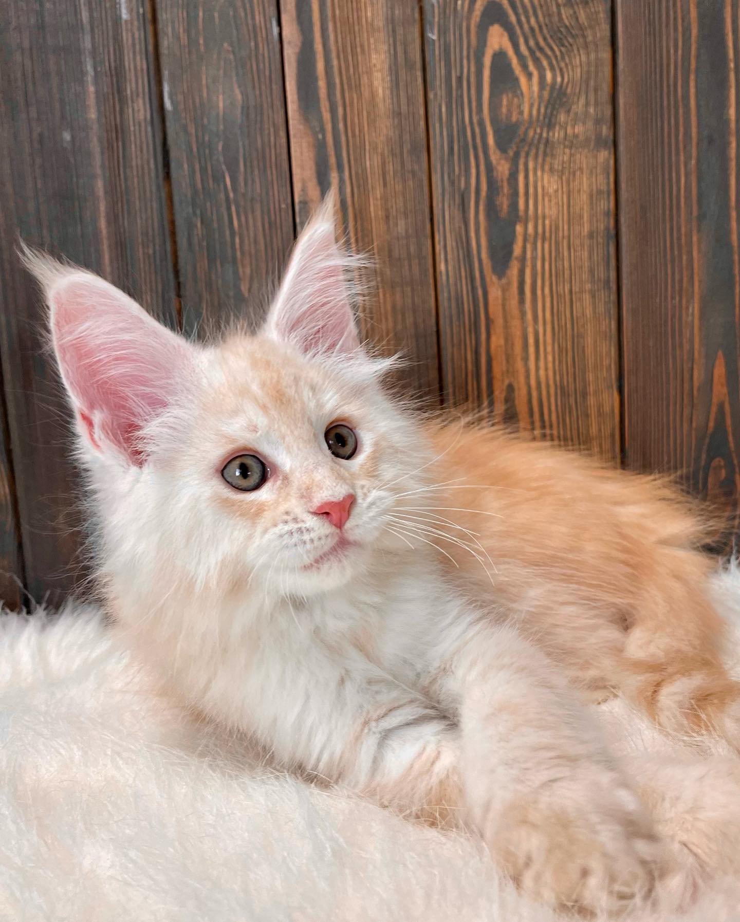 maine coon kitten - Autumn