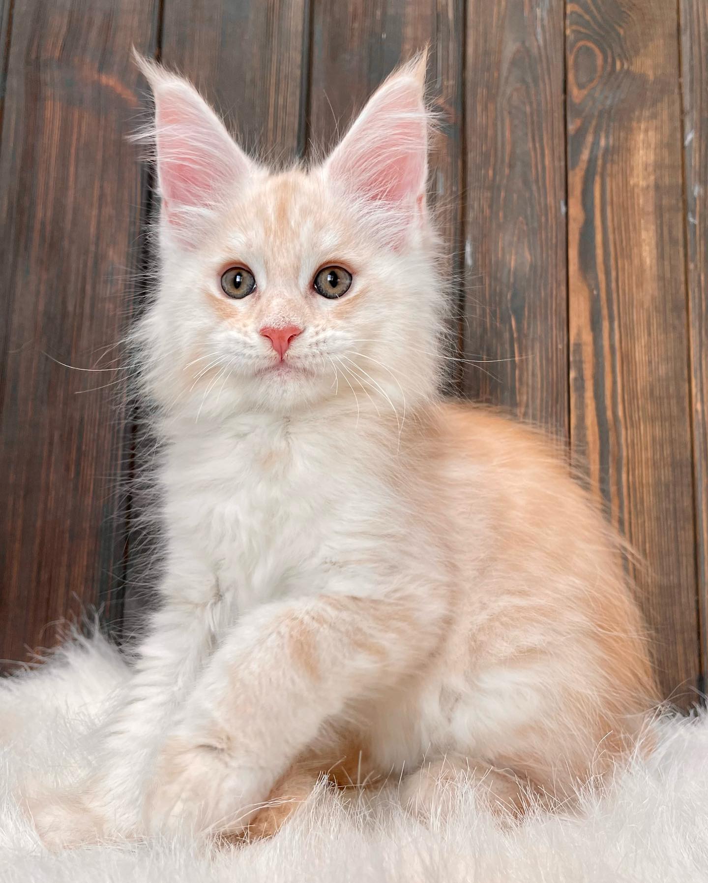 maine coon kitten - Autumn