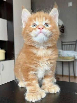 Cute lookingmainecoon