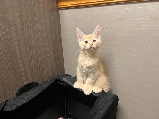 Luna mainecoon kitten