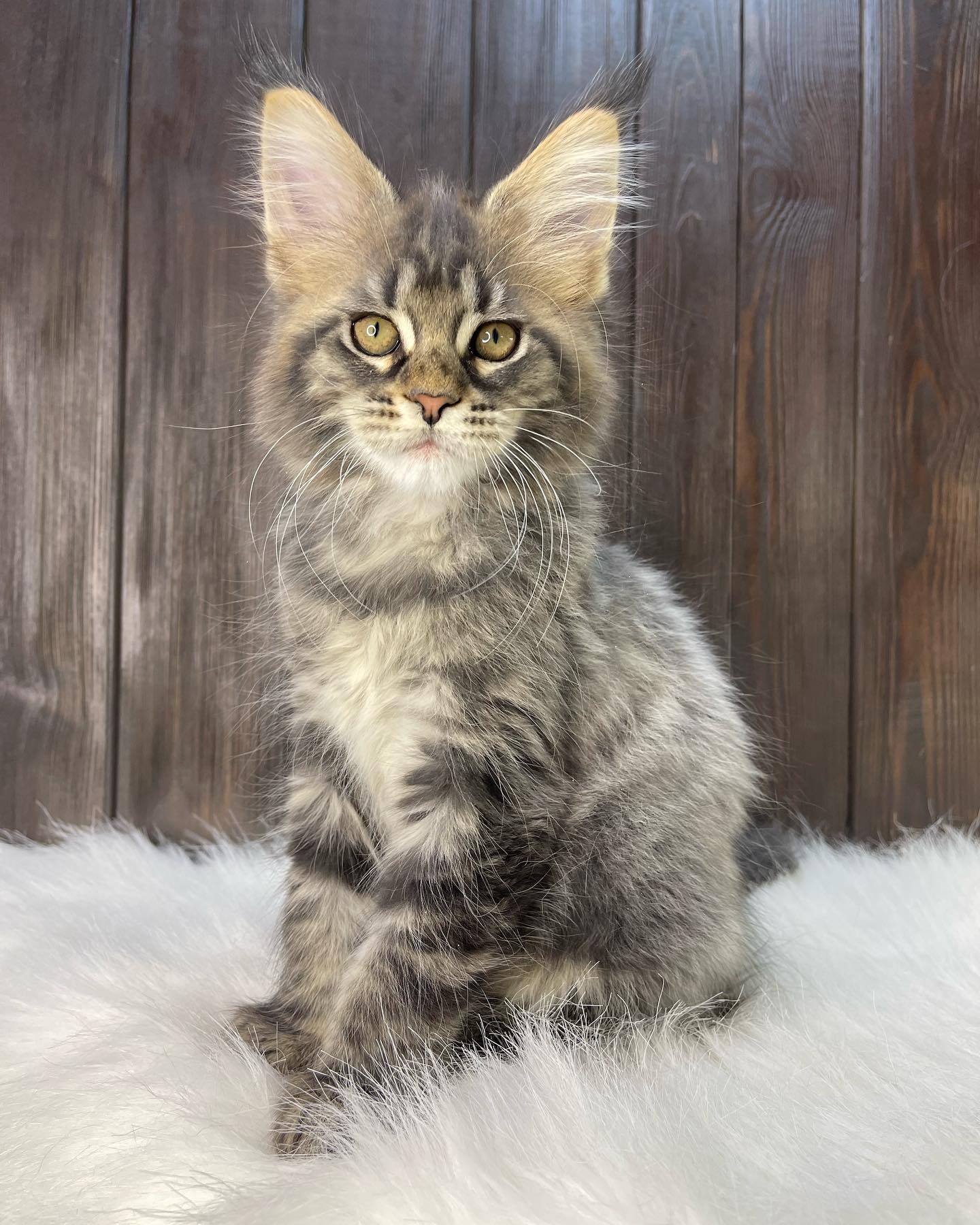 maine coon kitten - Sophie