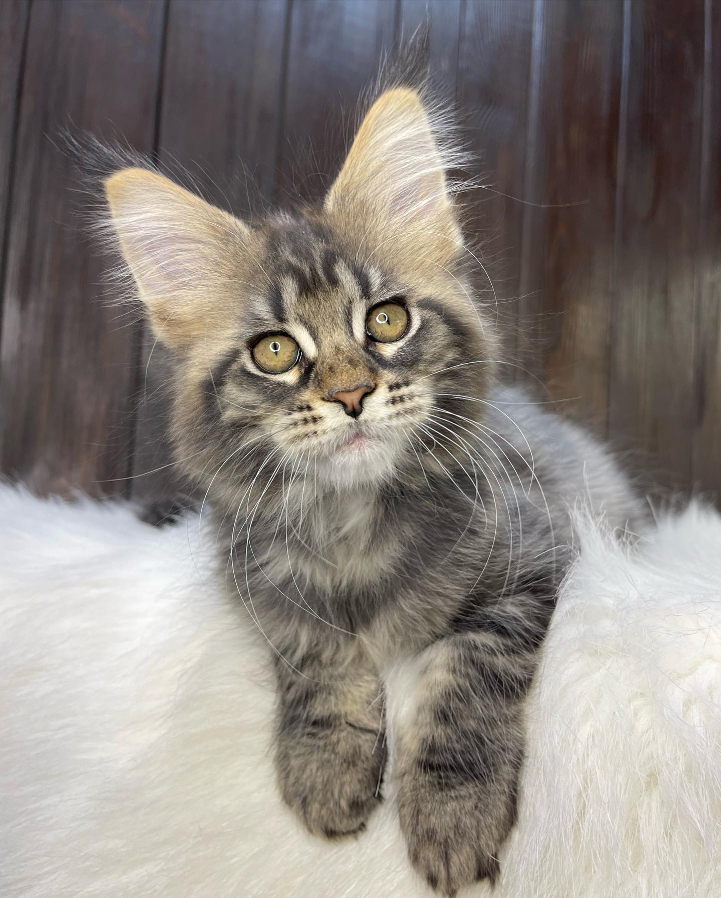 maine coon kitten - Sophie