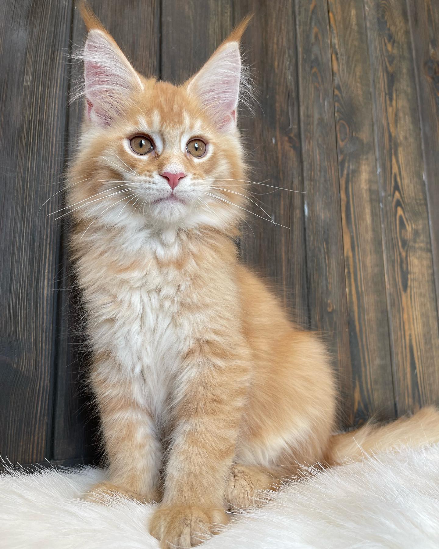 maine coon kitten - Sunny