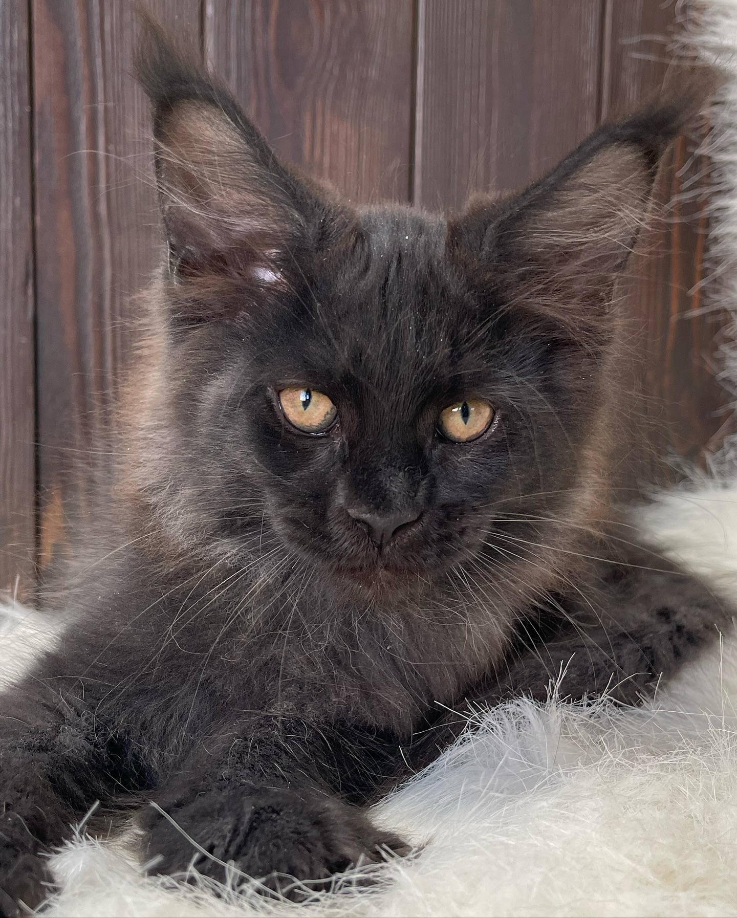 maine coon kitten - Vegas