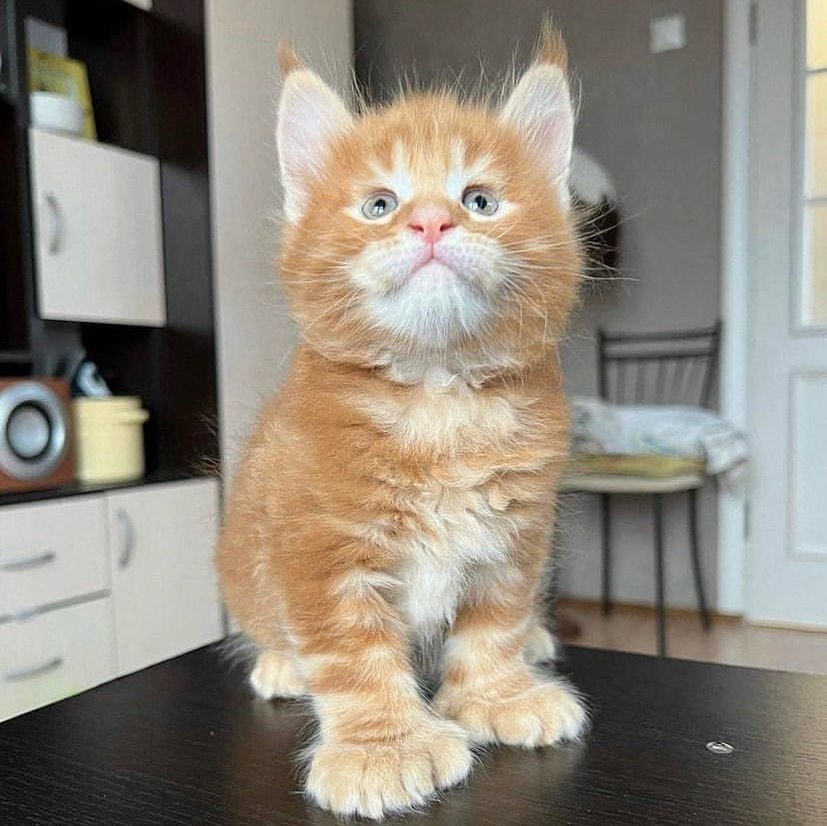 Cute lookingmainecoon Cute lookingmainecoon